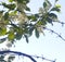 Branches of blossoming cherry against the sky