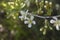 Branches of blossoming cherry against the sky