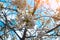 Branches of blossoming cherry close-up on gentle light blue sky background in sunlight. Beautiful floral image of spring nature.