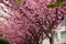 Branches of a blossoming Japanese cherry tree laden with clusters of pink flowers in a grassy meadow by a sunny spring