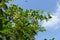 Branches of blossoming linden against blue sky in mid June