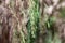 Branches and blossoms of a Plocama pendula tree