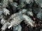 Branches of blue and green spruce. Coniferous needles for the background.