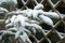 Branches and blue needles of Noble Fir Abies procera under a layer of snow