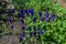 Branches of blue purple aconite flowers, monkshood, wolfsbane on a green bush, perennial in summer garden
