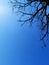 Branches with blue sky