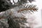 The branches of blue spruce or pine. Needles are covered with frost and water droplets