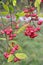 Branches with bright fruits of an euonymus European Euonymus europaeus L.