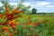 The branches of buckthorn close-up