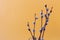 Branches of a budding willow on a yellow background, a place for the text-the concept of the arrival of spring holidays