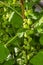 Branches of a bush with clusters of unripe white currant fruit