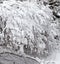 Branches of a bush in the park bent under the weight of snow after a heavy snowfall