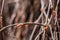 Branches of a bush with swollen buds