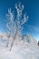 Branches bushes covered with hoarfrost fluffy.