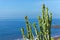 Branches of cactus plant on the coastline against blue water and sky
