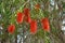 Branches Callistemon viminalis in forest