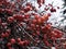 Branches of a Chinese apple tree or Siberian crab with tiny red apples powdered by snow on a cloudy November day