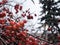 Branches of a Chinese apple tree or Siberian crab with tiny red apples powdered by snow on a cloudy November day