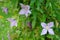 Branches of clematis with violet flowers and wide grapes