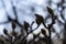 Branches with closed fluffy green buds of magnolias