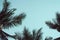 Branches of coconut palms under blue sky