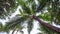 Branches of coconut palms under morning purple sky