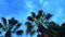 Branches of coconut palms waving, swinging in the wind on a blue sky background, tropical resort concept