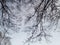 Branches with cones of alder tree. Black silhouettes on the background of gray sky