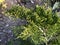 Branches of coniferous plants. nature background. Thuja occidentalis, evergreen coniferous tree, thuya. Ð¡onifer plant for the
