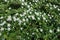 Branches of Cotoneaster horizontalis covered with white flowers