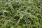 Branches of Cotoneaster horizontalis with white flowers