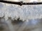 Branches covered with frost in winter in the southern Urals, macro