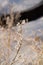 Branches covered with hard rime