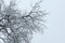 Branches  covered with ice after freezing rain. Sparkling ice covered everything after ice storm cyclone. Terrible beauty of