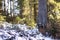 Branches covered with snow, tree trunk in wild winter forest. Scenic landscape in Black Forest, Schwarzwald, Germany.