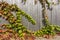 Branches of creeper ivy plant climbing on gray stone wall background