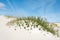 Branches of Creeping willow, buried under dune sand