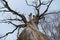 Branches of a dead giant tree