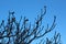 Branches of a dead pine tree with pinecones on it with a blue background