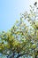 Branches of dogwood (Cornus florida) and blue sky
