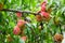 Branches with donut peaches and green leaves. Peach tree