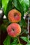 Branches with donut peaches and green leaves. Peach tree