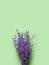 Branches of dry purple fragrant lavender on green paper background