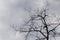 branches of dry tree against dark rain clouds