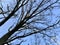 Branches of a dry tree on a background of blue sky. A tall plant reaches for the sky. Tall oak in the spring