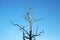 Branches of dry wood boiler and blue sky