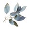 Branches of eucalyptus popular decorative element for home events due to their natural beauty and versatility wedding. A branch of