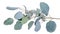 Branches of eucalyptus popular decorative element for home events due to their natural beauty and versatility wedding. A branch of