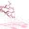 Branches of a faded pink cherry. Sakura. The petals crumble and lie on the ground with pink spots. on white