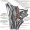 Branches of the femoral artery